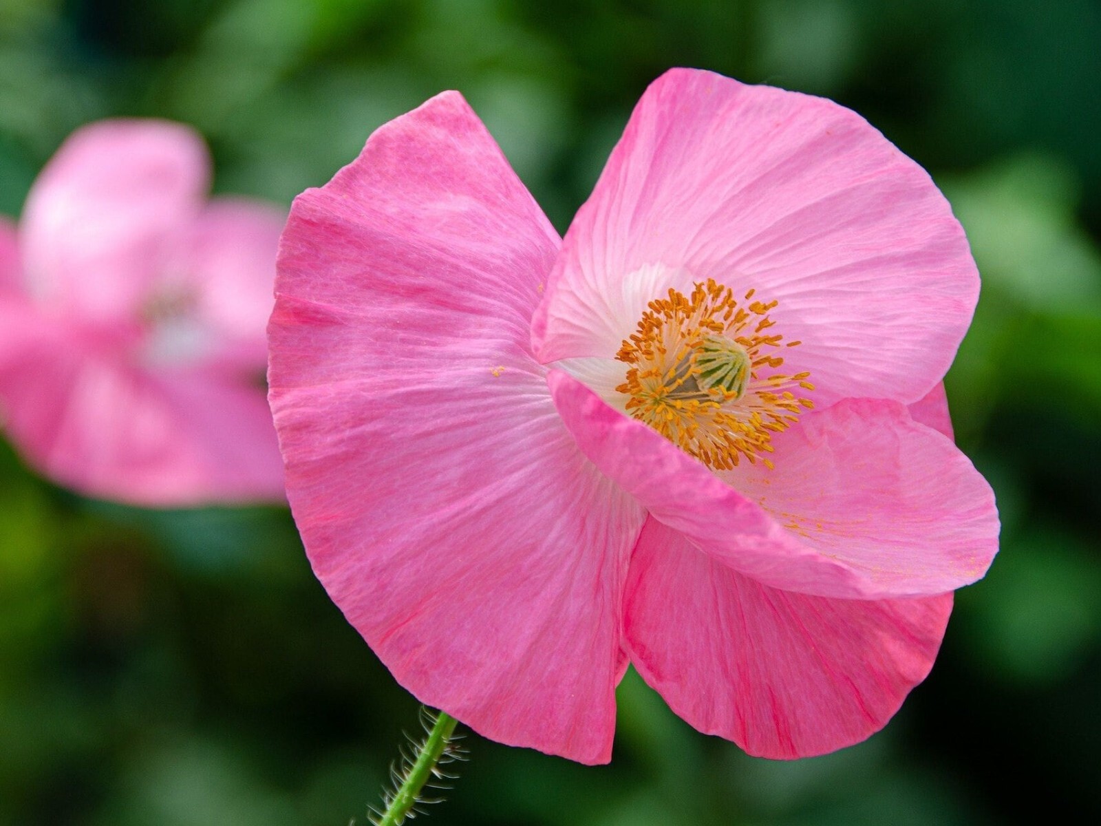 Queens Poppy UK Pharm Seeds.P.Som