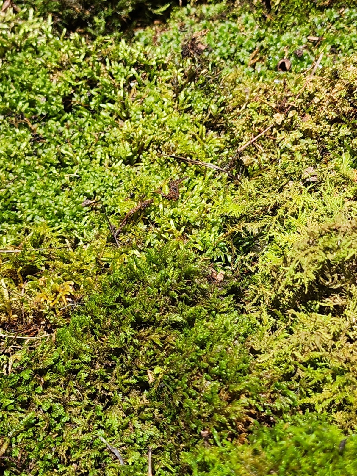 Living Moss – Fresh Sheet Moss Terrariums (THIRTY) 1 Gallon Size Bag