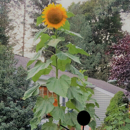 60+ Mammoth Russian Grey Stripe Sunflower Seeds “Brooklyn Botanical Garden Club”