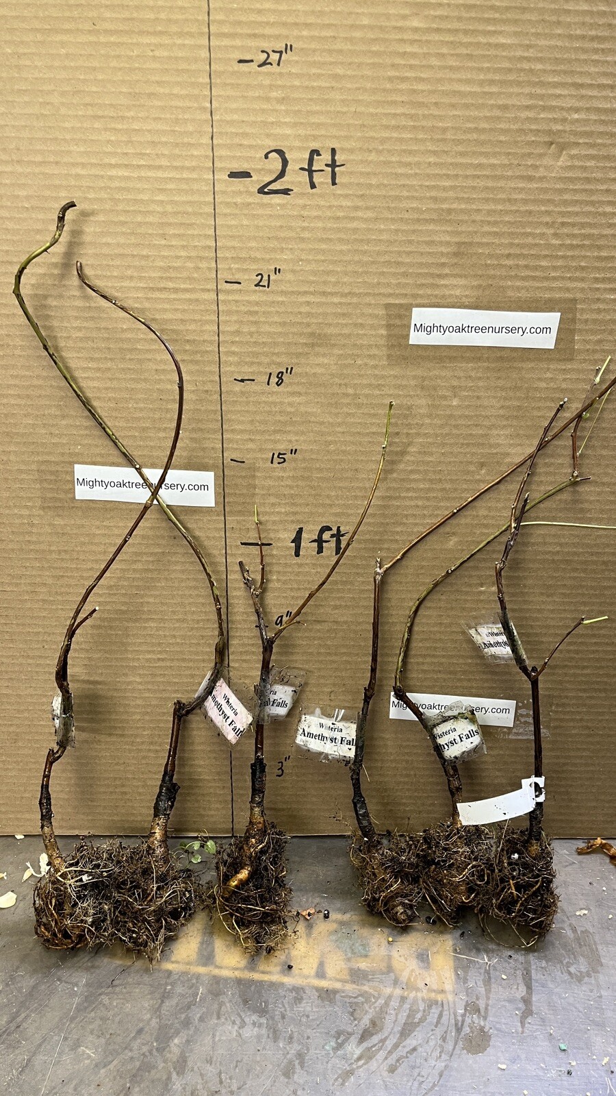 Wisteria frutescens ‘Amethyst Falls’, grafted 1 year old plant