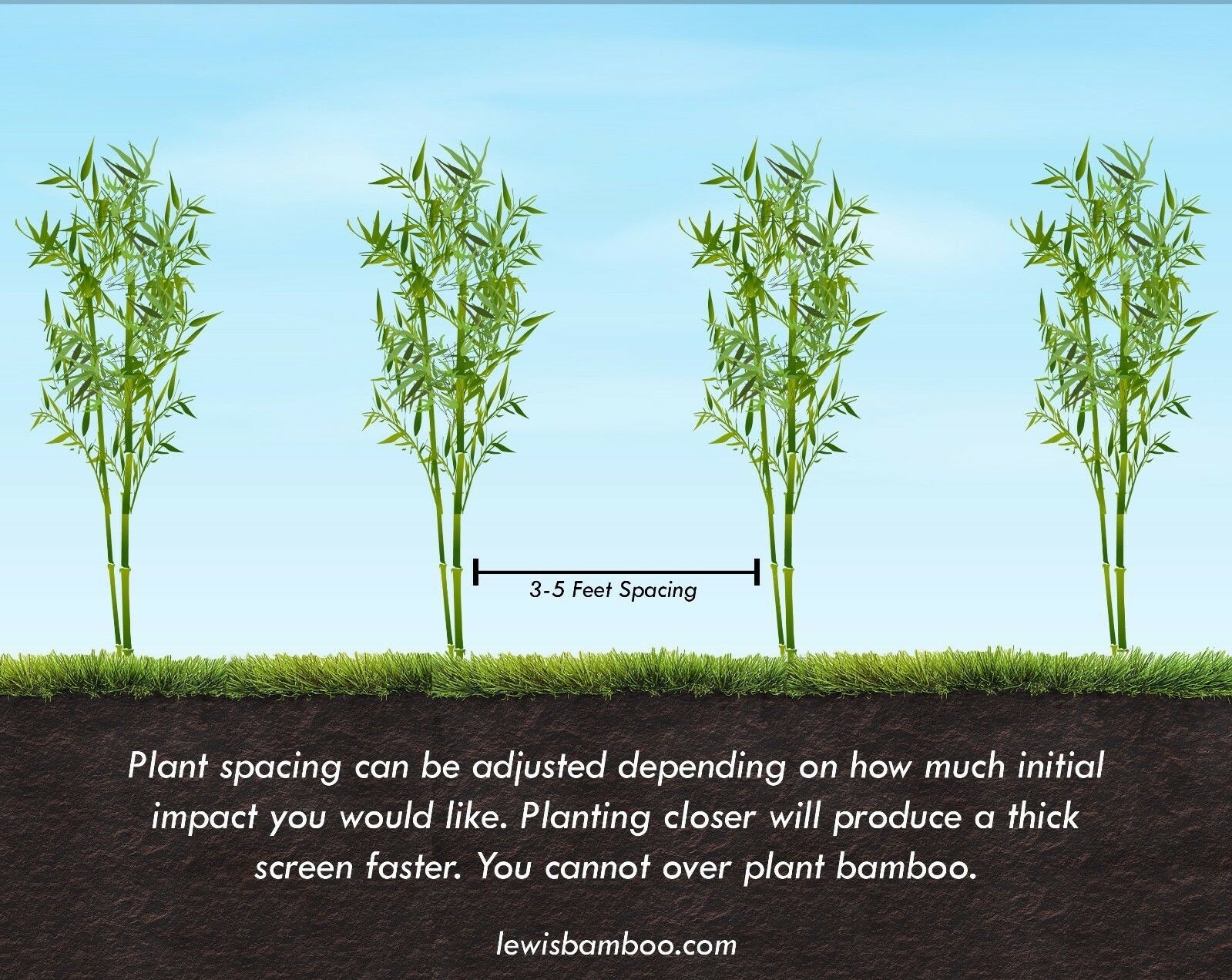Black Bamboo Phyllostachys Nigra 1ft. rhizome Hale var. live plant privacy fence