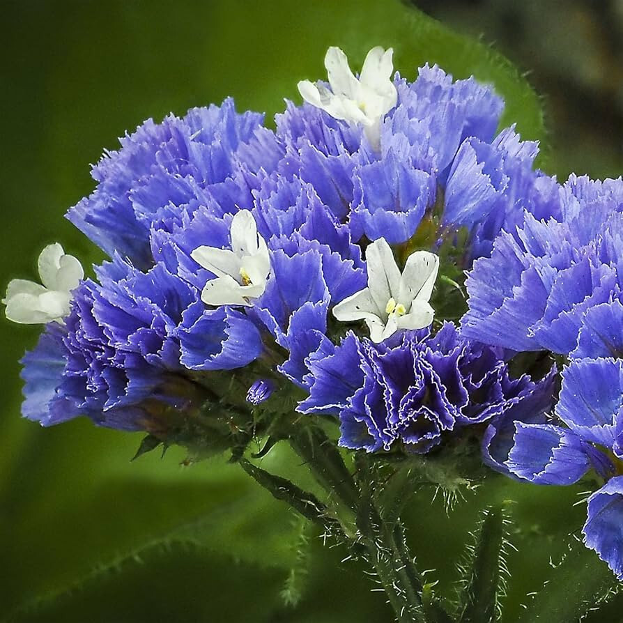60 seeds STATICE BLUE Limonium Sinuatum Blue River