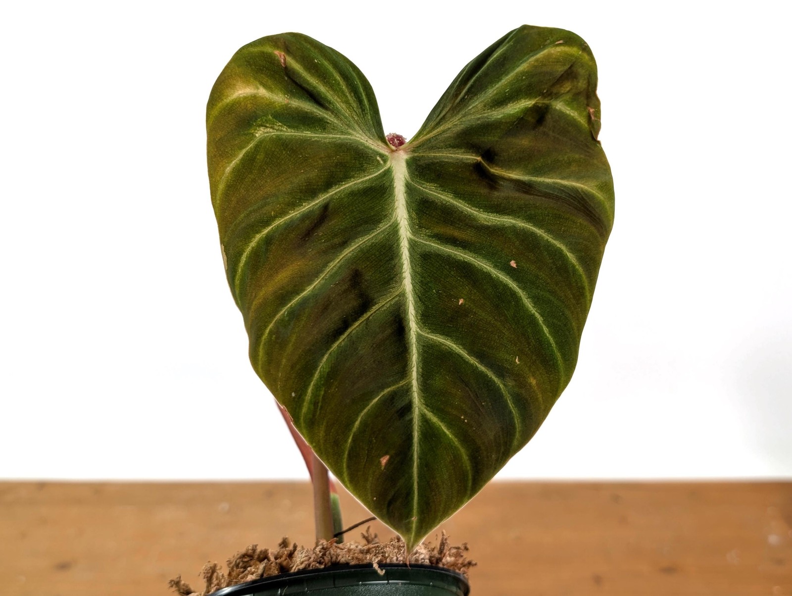 Philodendron Verrucosum ‘Amazon Sunset’ Deep Vibrant Red Backed Velvety Soft
