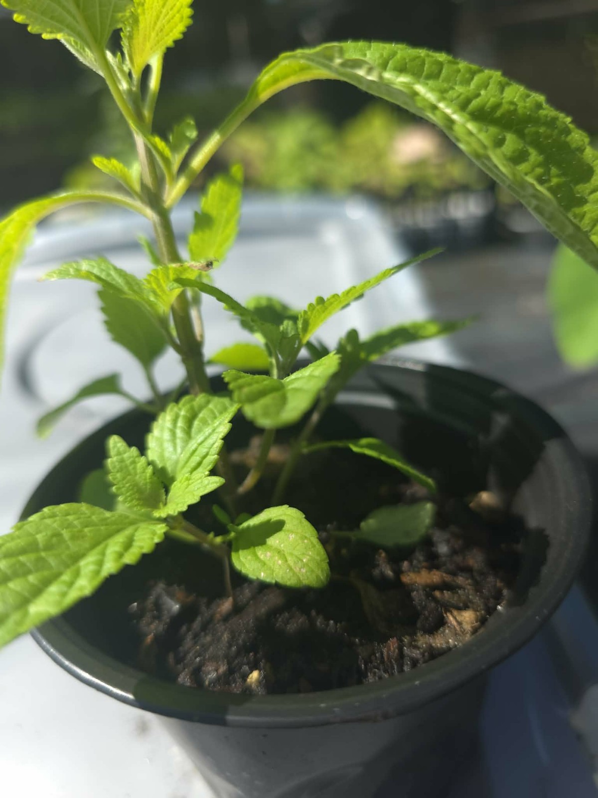 Nettle ( kính giới) Live Potted Plant Vegetative 6″ -10″Tall Outdoor 1 Pack