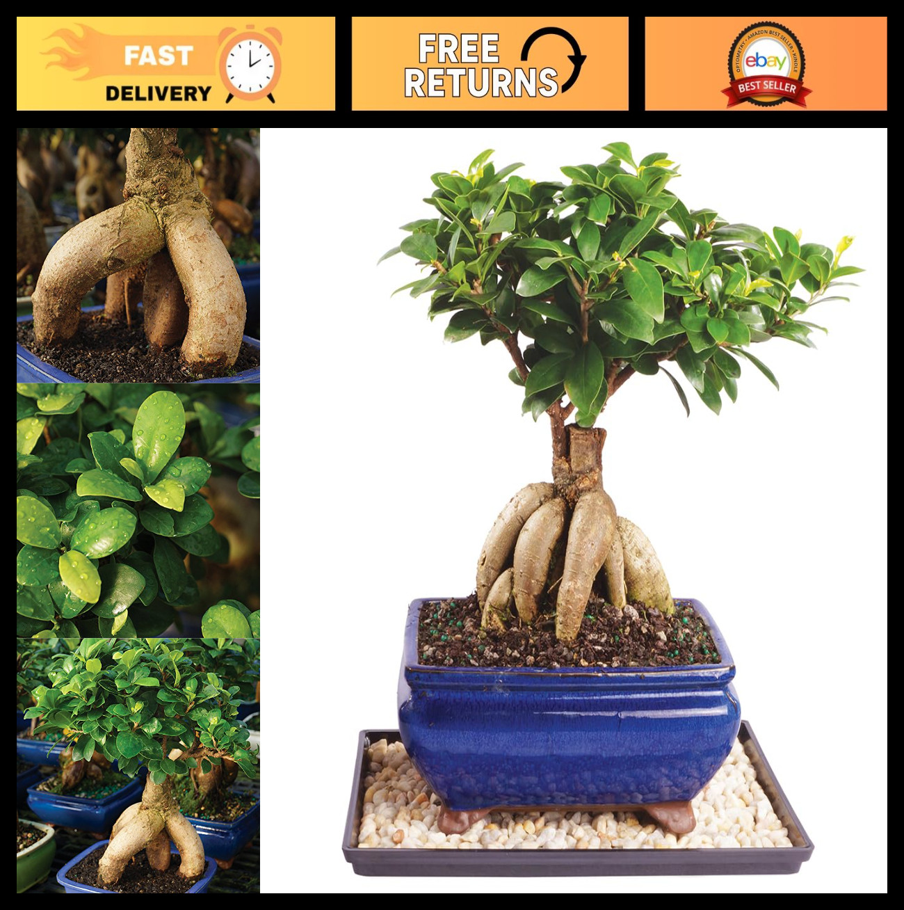 Live Ginseng Ficus Bonsai Tree – 6 Year Old, 8-12″ Indoor Plant in Ceramic Pot &