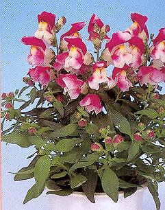 Snapdragon Floral Showers Wine Bicolor 2,000 seeds