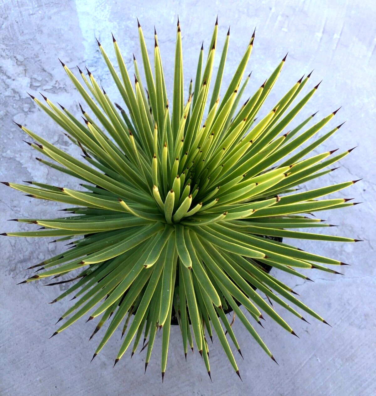 Agave Stricta ‘Hedgehog Agave’, Currently in a 9″ container