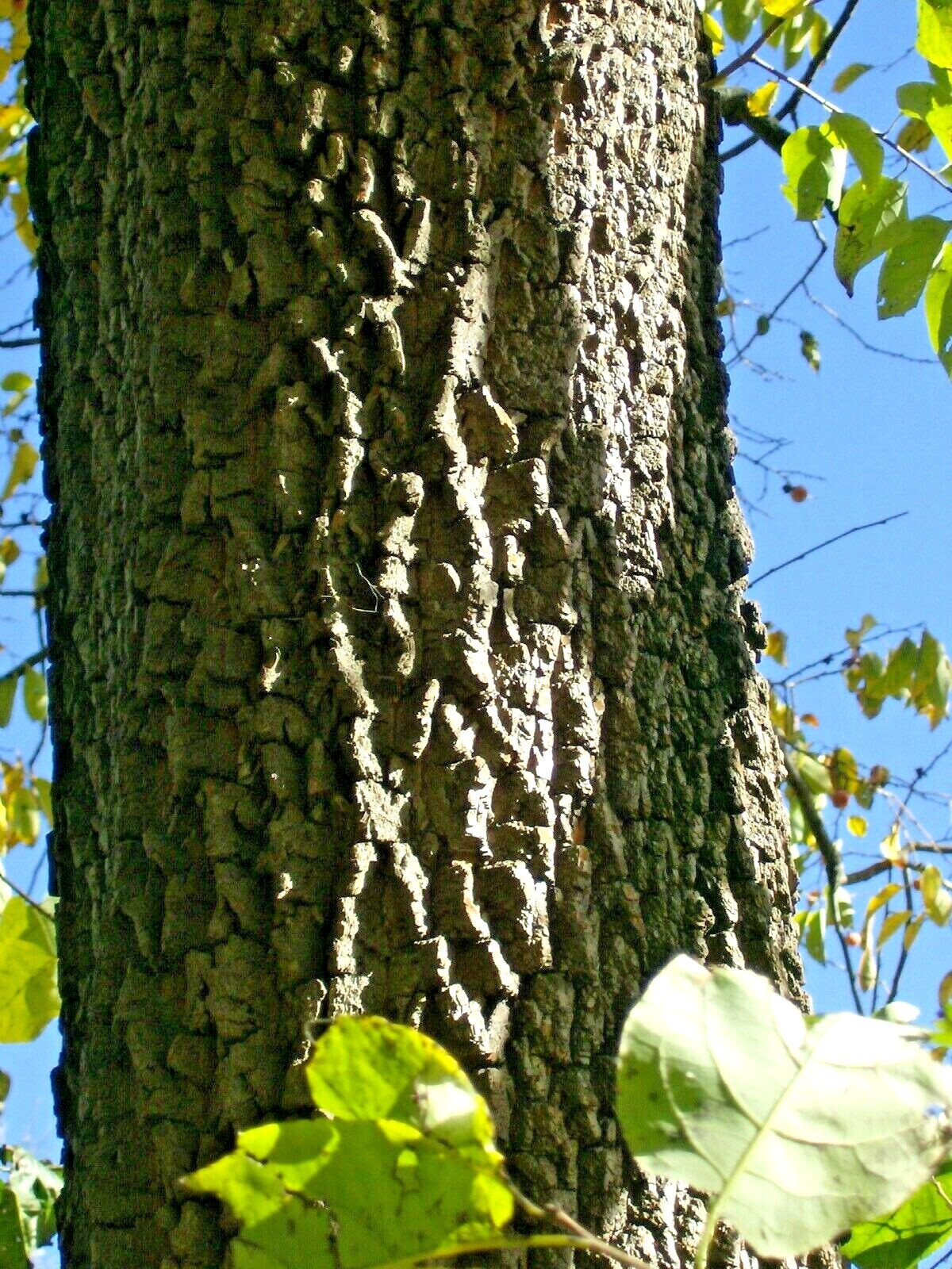 10 AMERICAN PERSIMMON SEEDS – Diospyros virginiana