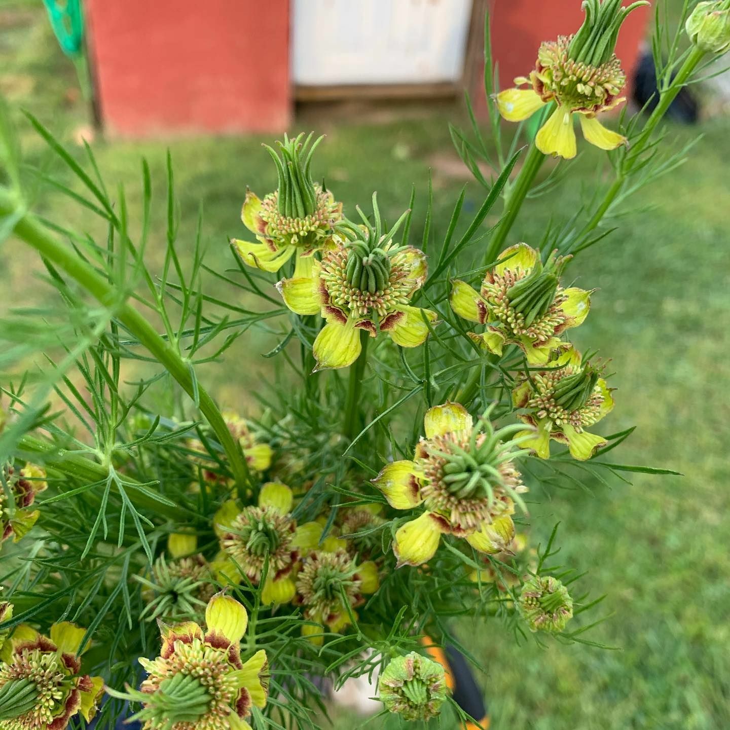 Love in a Mist – ‘Transformer’ Seeds (Nigella orientalis)