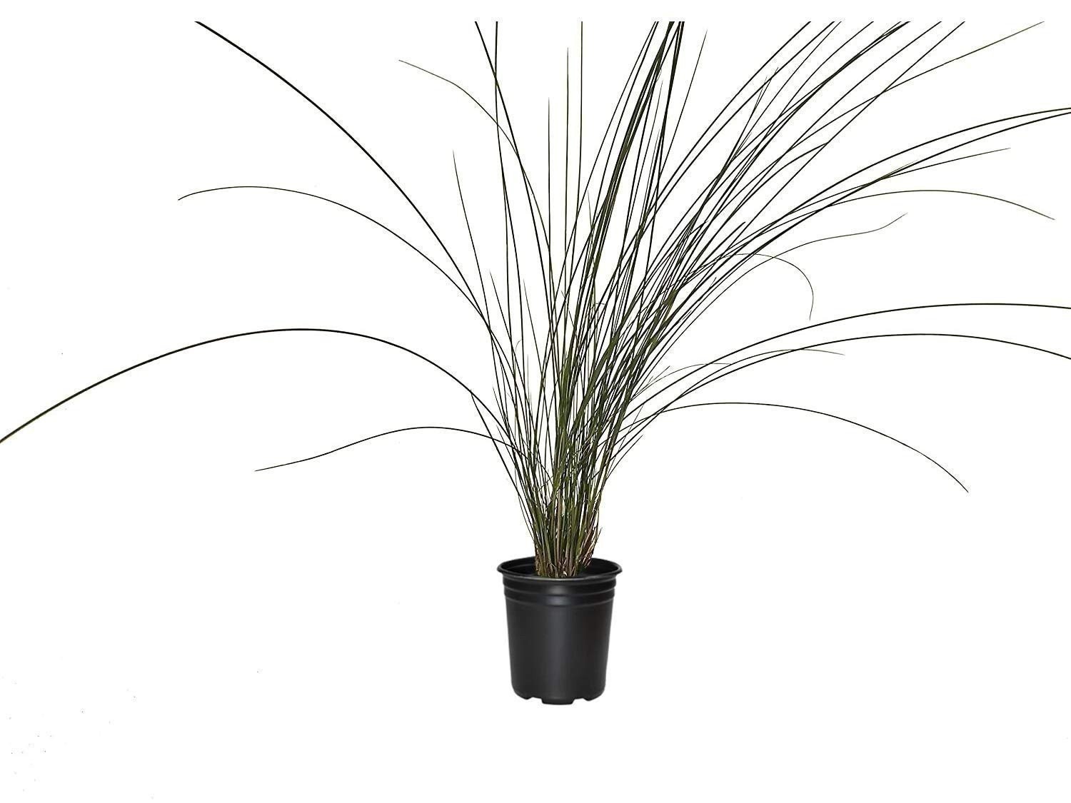 Muhly Grass | 3 Large Gallon Size Plants | Muhlenbergia capillaris | Ornamental