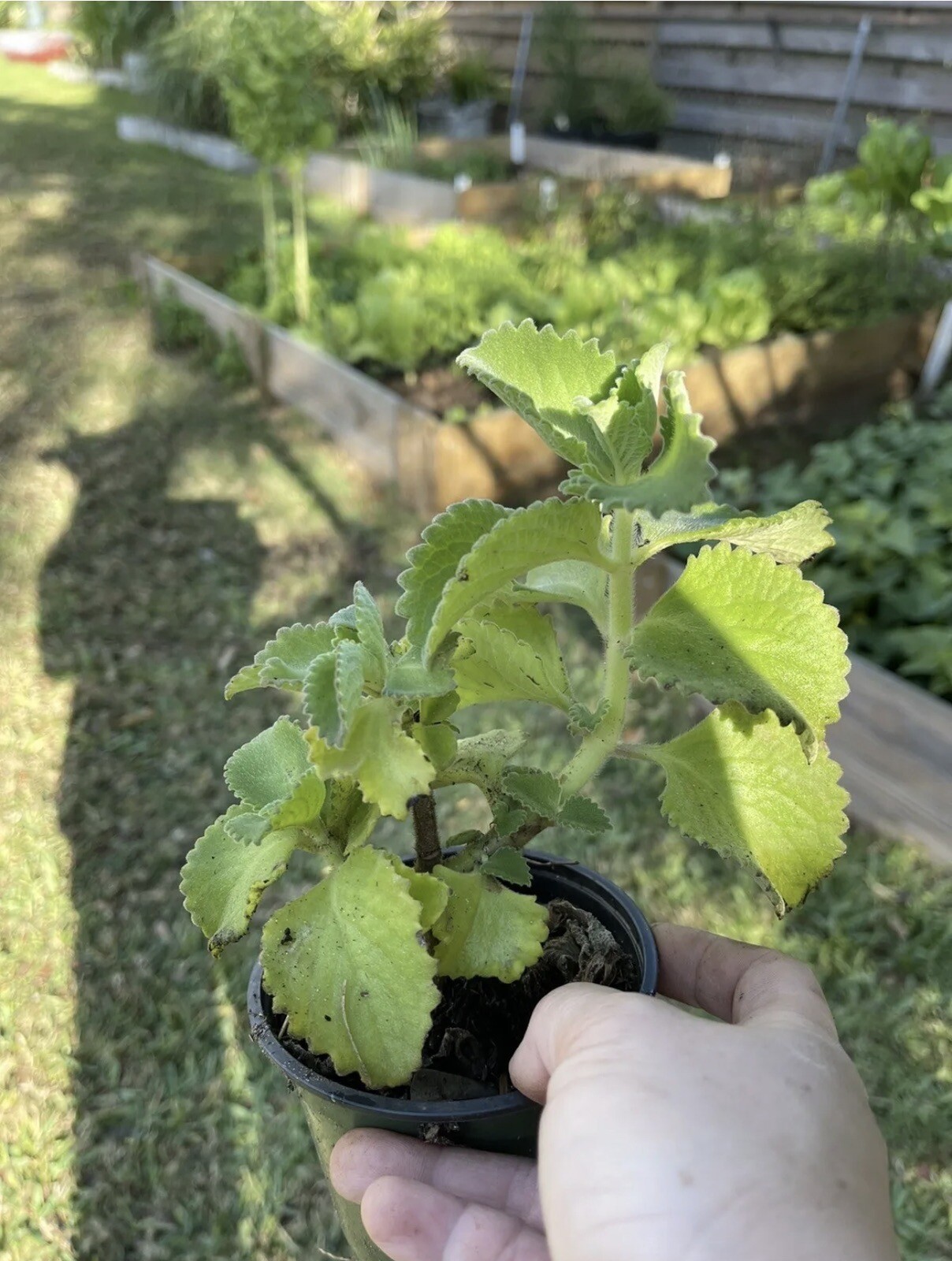 A Cup Cuban Oregano~Mexican (ORGANIC) Well Rooted plant (5-10 Inches)