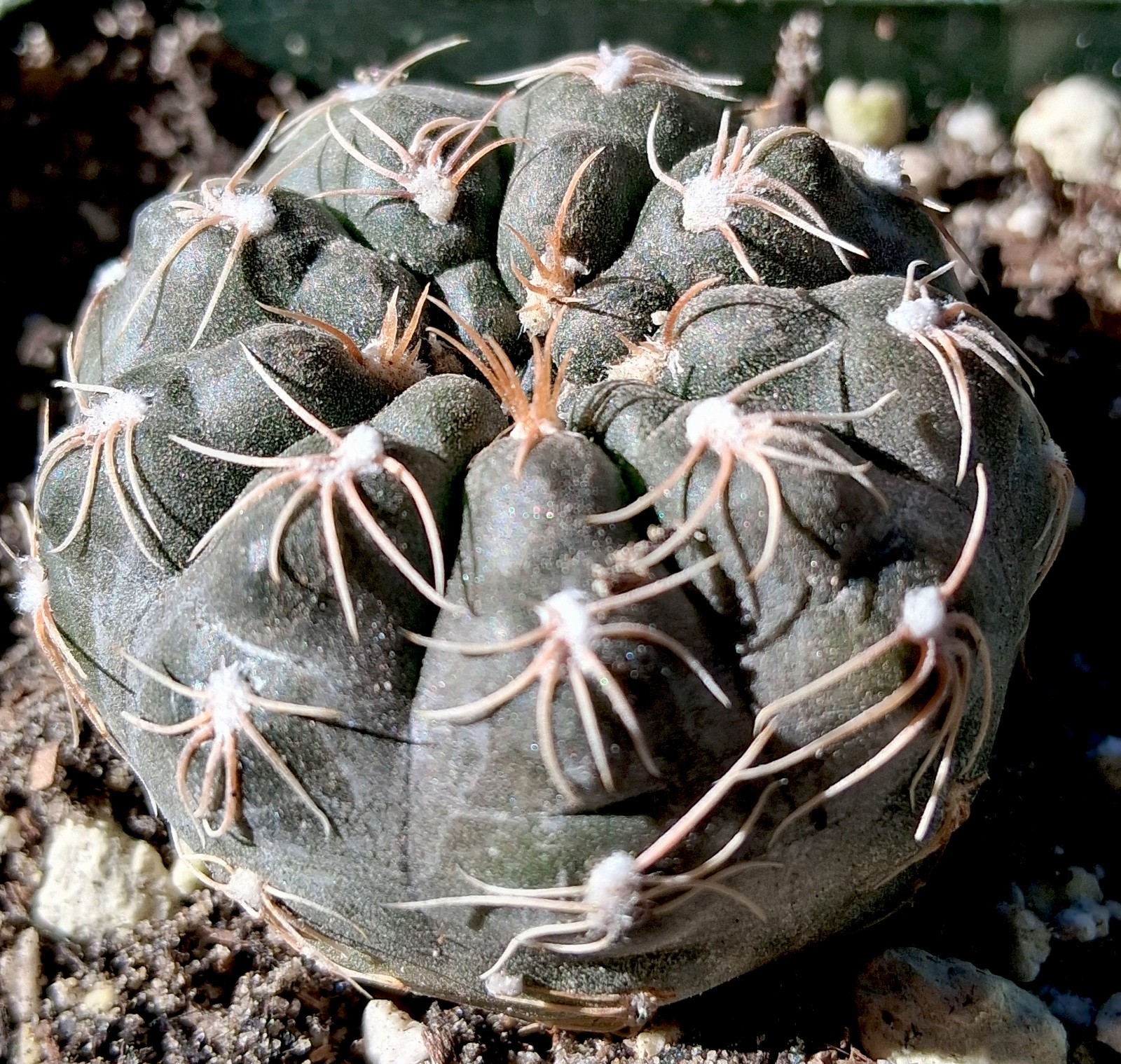 Gymno morroense small in stature, bold blooms, and a true gem for any collector