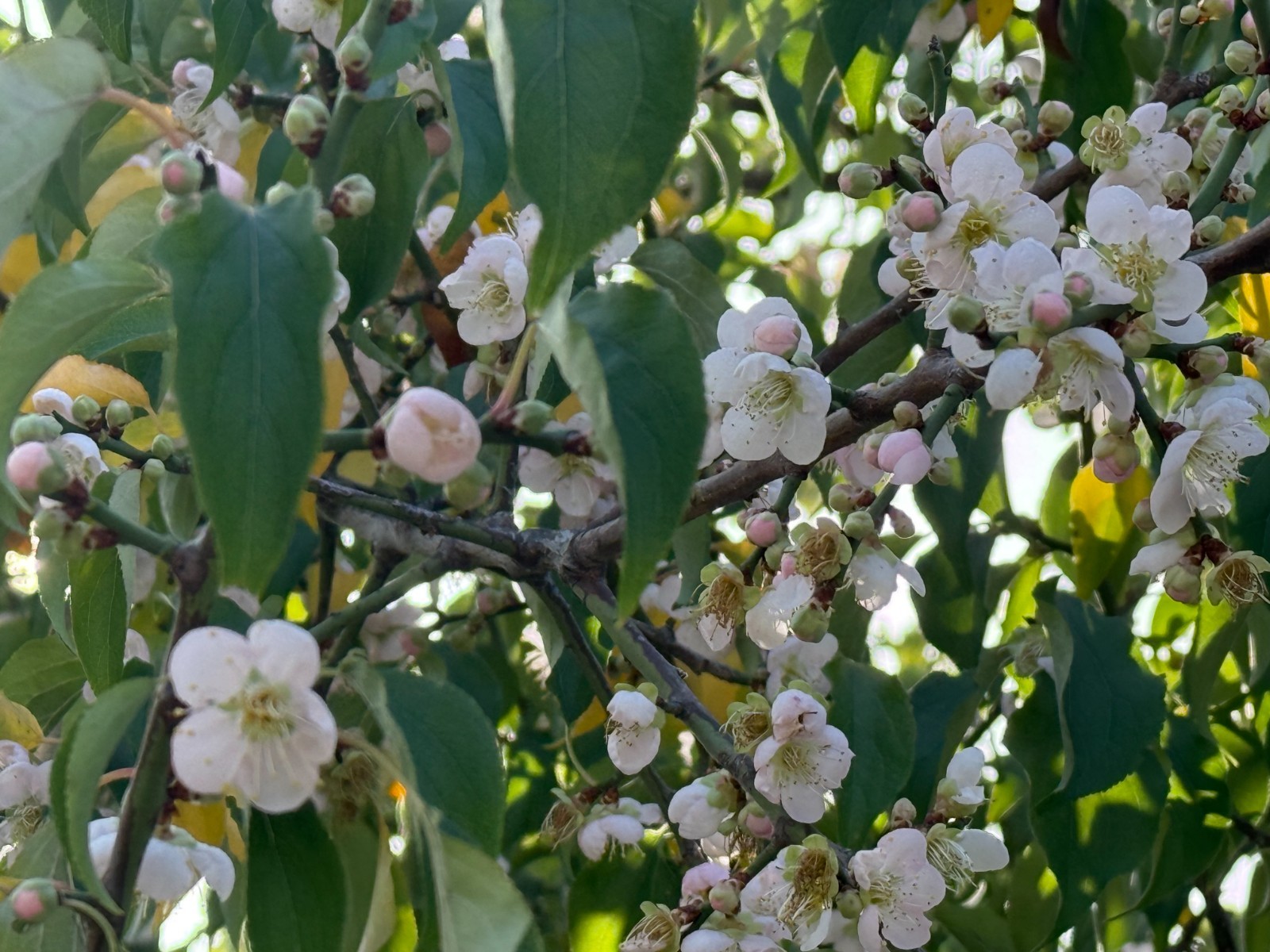 1 Japanese Ume Fruit Tree, or Plum Fruit Tree, Prunus Mume, Maesil, Tree