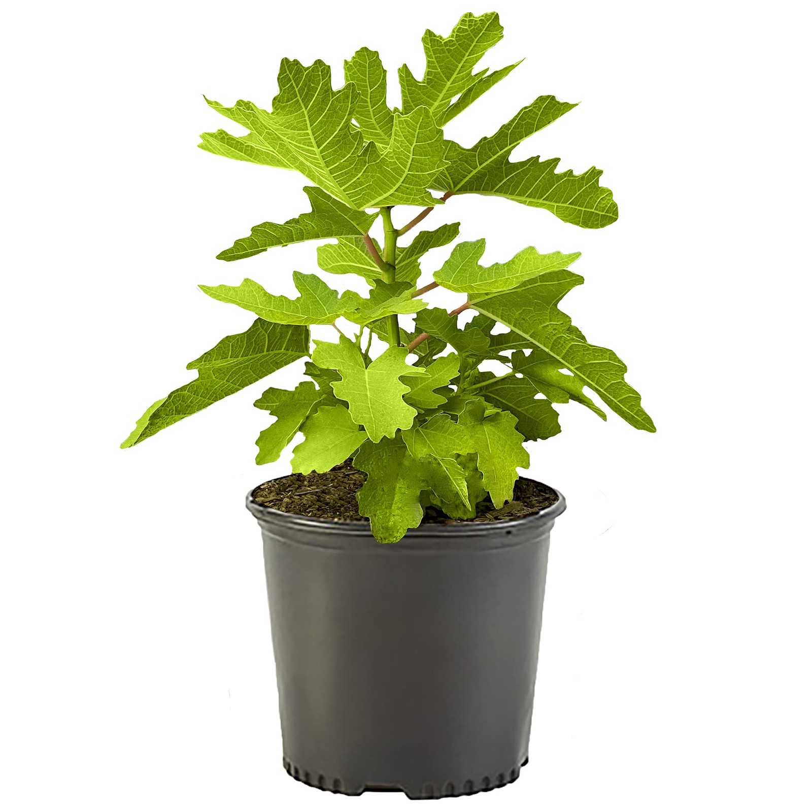 Generic Fig 2.25 Gal. Black Mission Fig Shrub