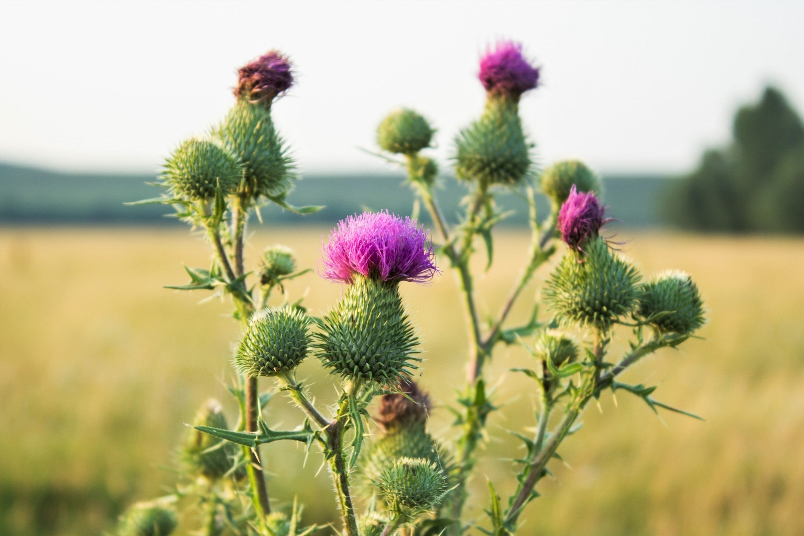 100 ORGANIC Blessed MILK THISTLE Silybum Marianum Hummingbird Purple Flower Seed