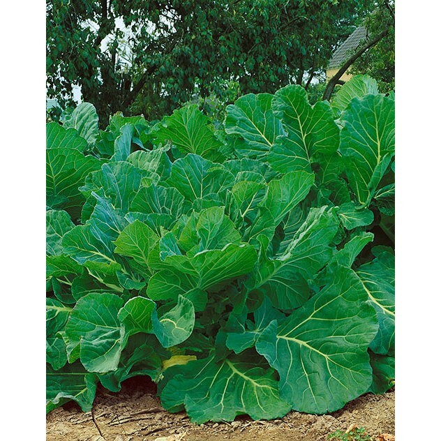 2,000 Kale Portuguese Seeds Couve tronchuda Non-GMO Heirloom Free Shipping