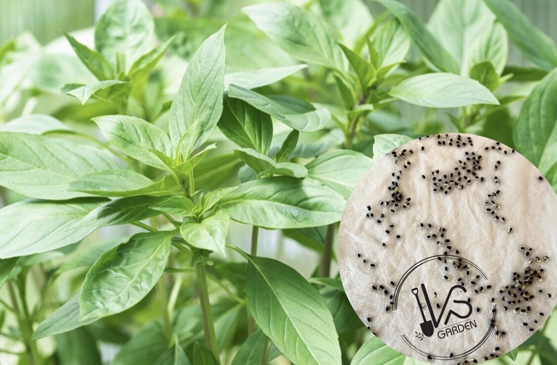 THAI BASIL, OCIMUM BASILICUM SEEDS, HẠT HÚNG QUẾ, 泰國羅勒 | 90% GERMINATION |