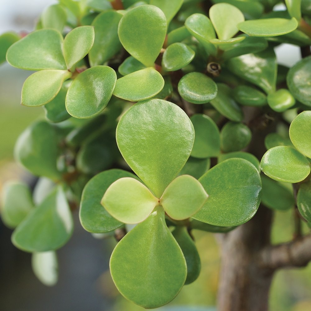 Live Dwarf Jade Bonsai Tree – Indoor Plant in Ceramic Pot, 8-12″ Tall, Easy Care