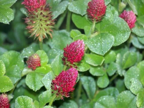 Medium Red Clover Seed Deer/Wildlife food plot Weed Suppression Hay Cover Crop
