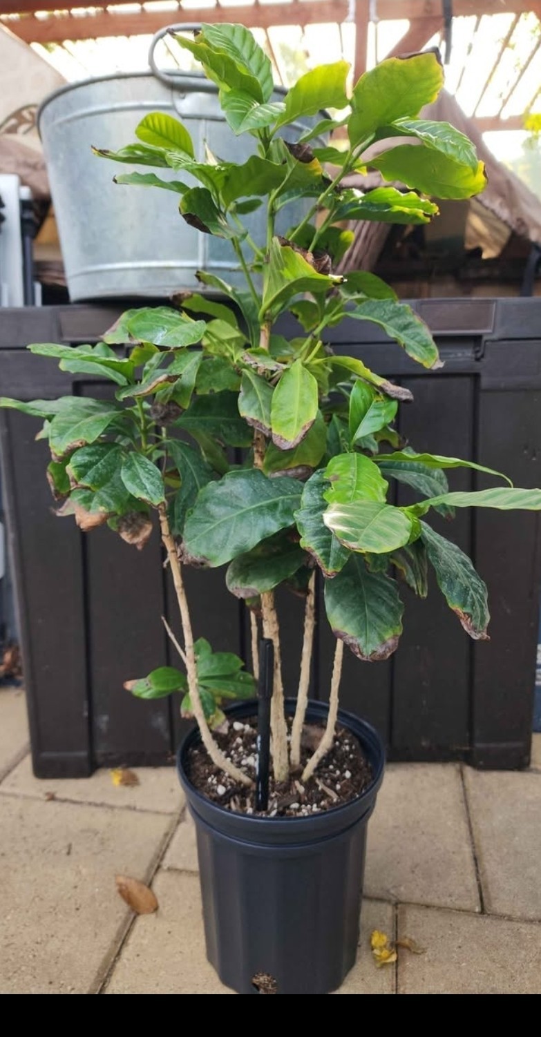 ☕ Coffee Arabica Plant – 1 Gallon – Live Plant ☕