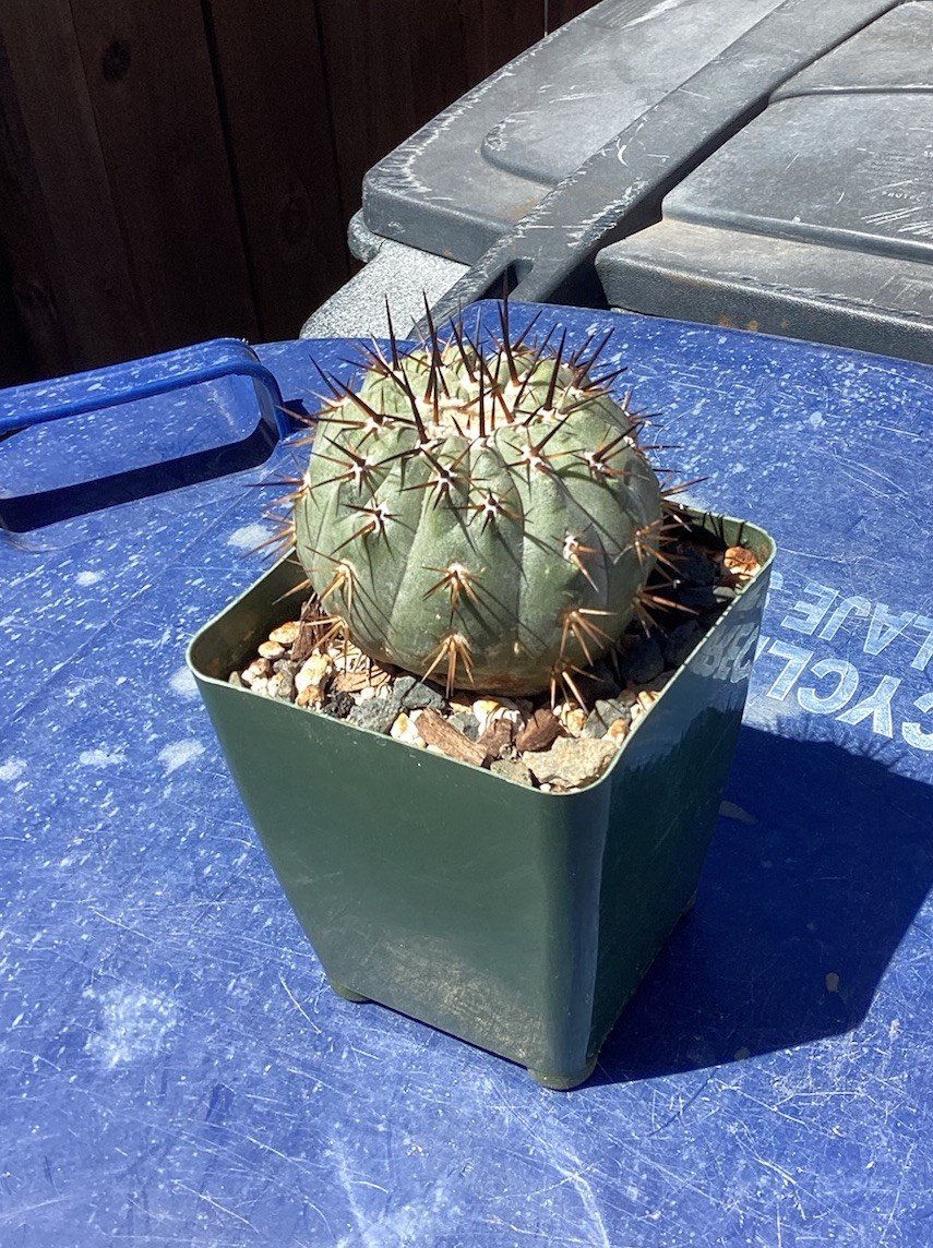 Beautiful Copiapoa Cinerea -Blk Spines- RARE! (Own Roots) -Sold Potted
