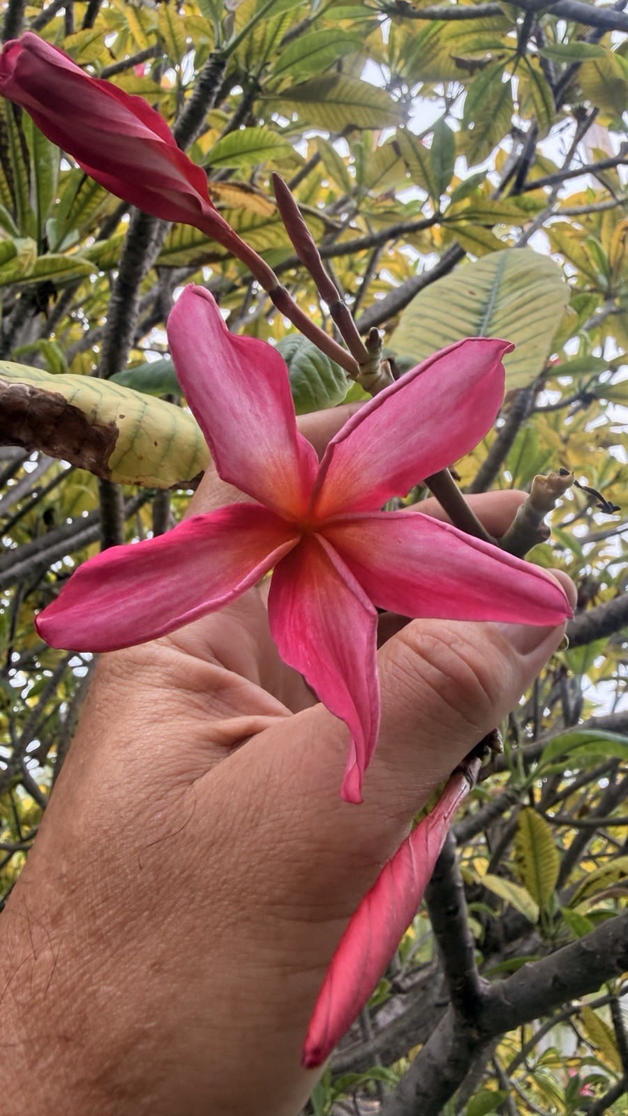 20 Plumeria cuttings, unrooted, grown in Big Island Hawaii 8”-10” Live Cuttings
