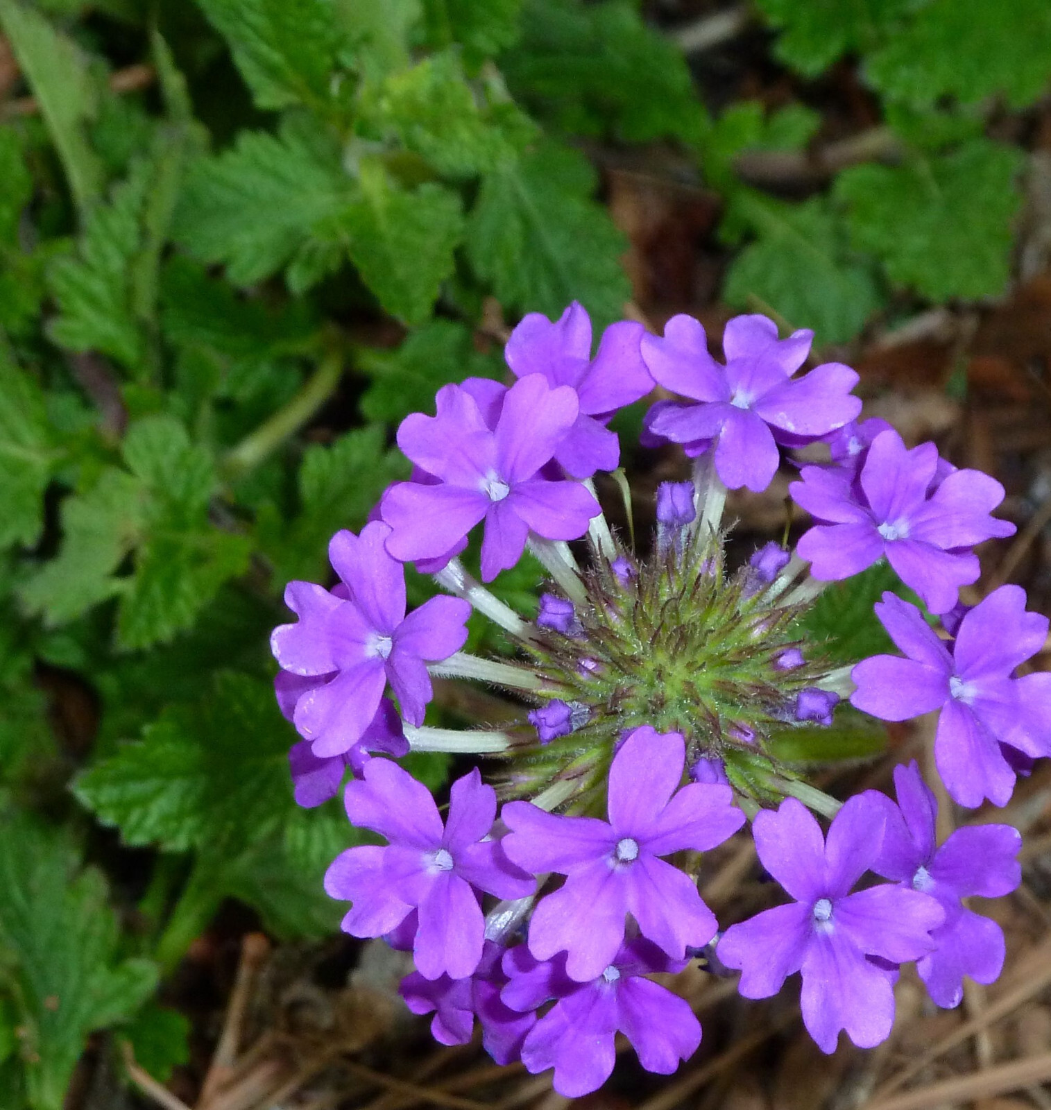 Verbena canadensis Homestead Purple 25 Plants in 3-1/2 inch Pots