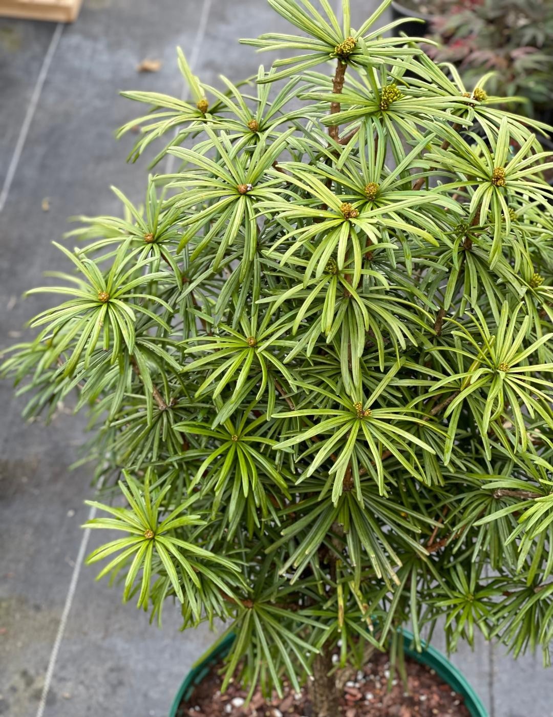 Sciadopitys verticillata ‘Green Star’ (Green Star Japanese Umbrella Pine), 5-gal