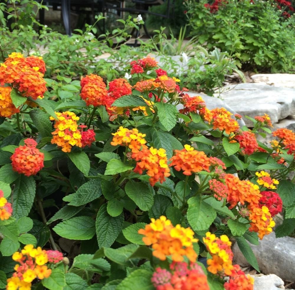 Lantana horrida TEXAS LANTANA – Rare Seeds!