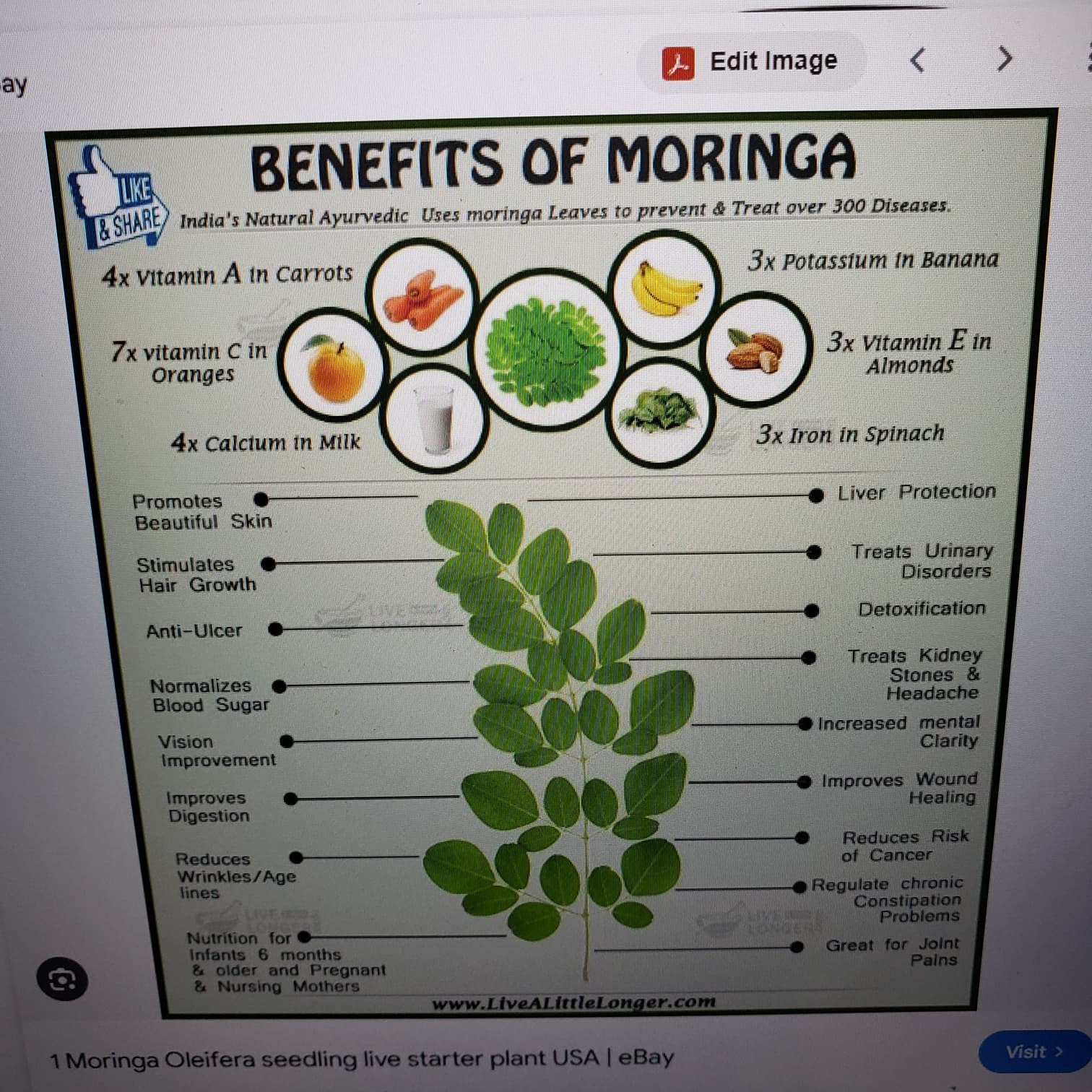 25 Moringa Oleifera -Drumstick Plant Tree Seeds for Planting Organic non GMO