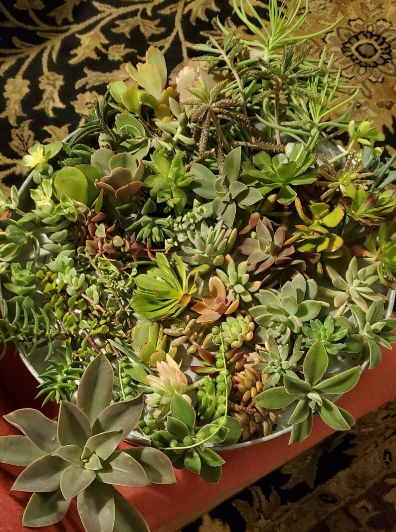 40 Succulent Assorted cuttings