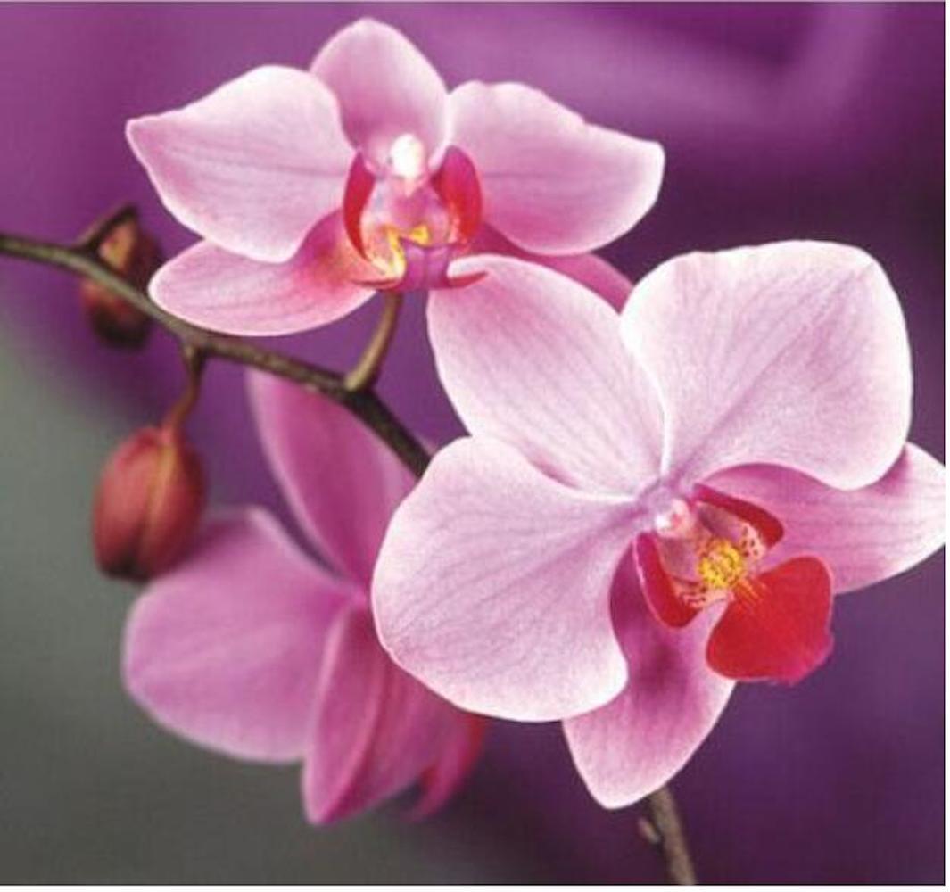 (10) ORCHID SEEDS rare exotic flower bloom for house plant USA SELLER W/TRACK
