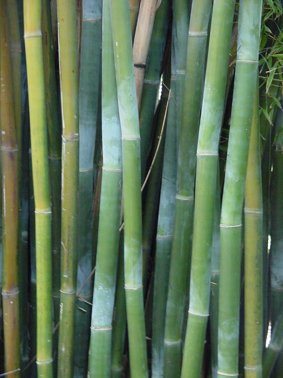 1 Starter Size Bambusa textilis ‘Kanapaha’ –Wong Chuk/Royal/Giant Weavers Bamboo