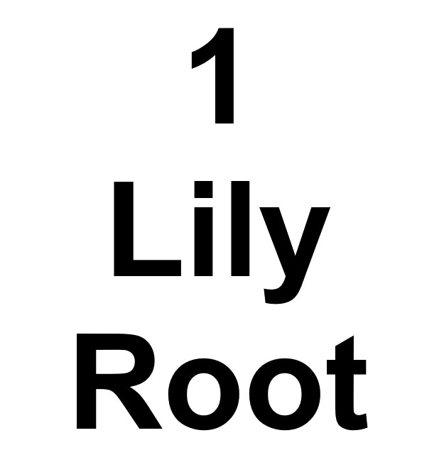 Agapanthus Lily of the Nile – Twister – 1 Bareroot – Read Description