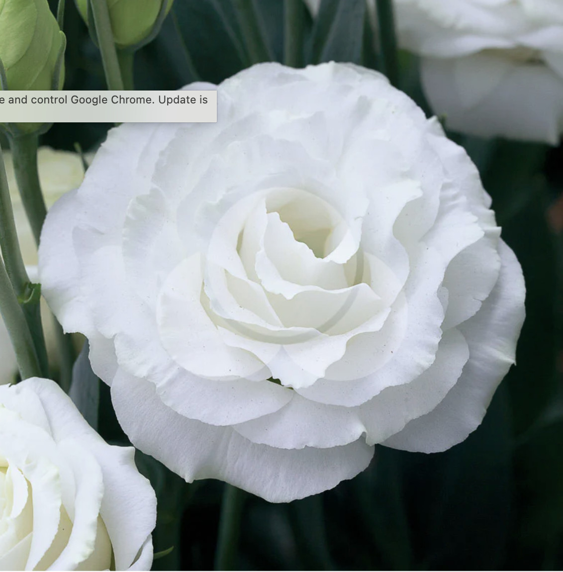 Lisianthus Live Plant, Healthy Starter, Mother’s Day Edition