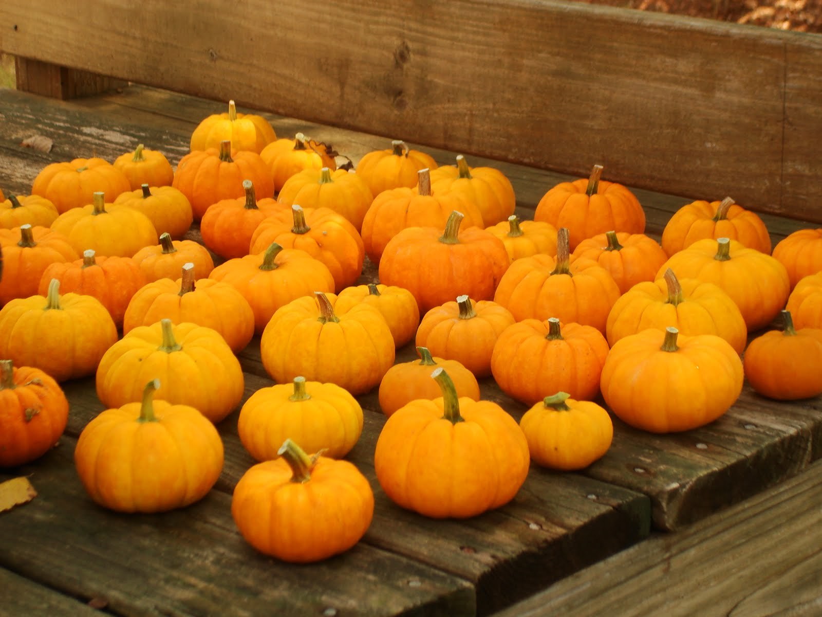Jack Be Little Pumpkin Seeds (6-13 oz.), Cucurbita pepo