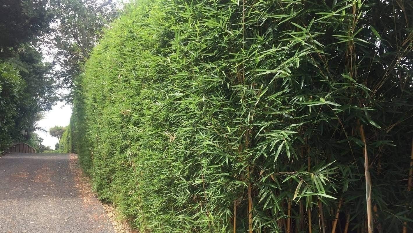 Green Hedge Bamboo | Live Plants | Non-Invasive Clumping Bamboo | Screening…