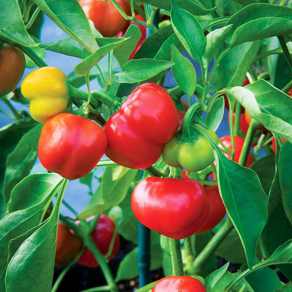 PEPPER PIMENTO RED SET OF 20+ SEEDS