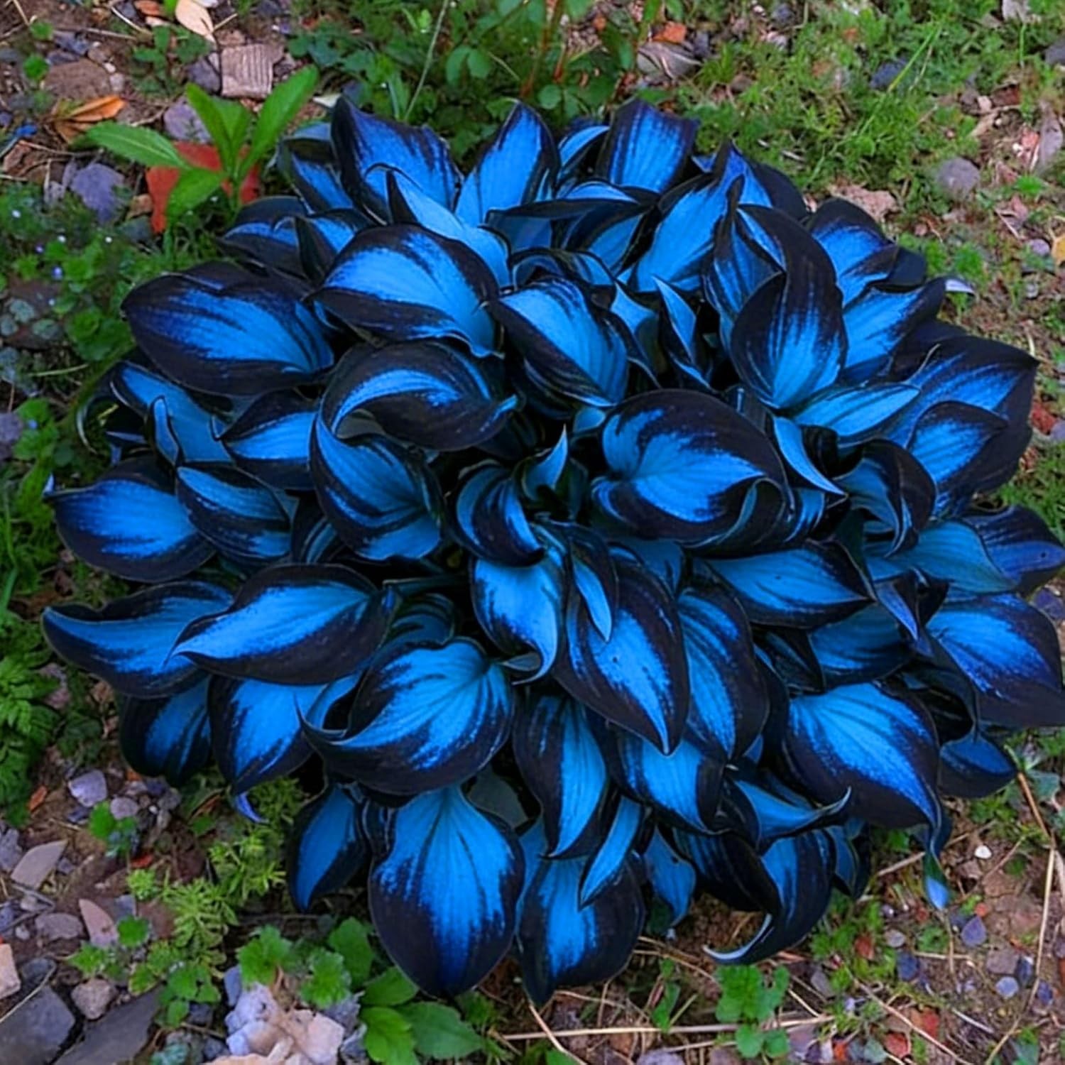 220+ Hosta Seeds Blue Perennial for Planting,Hosta Seeds Blue and Black….