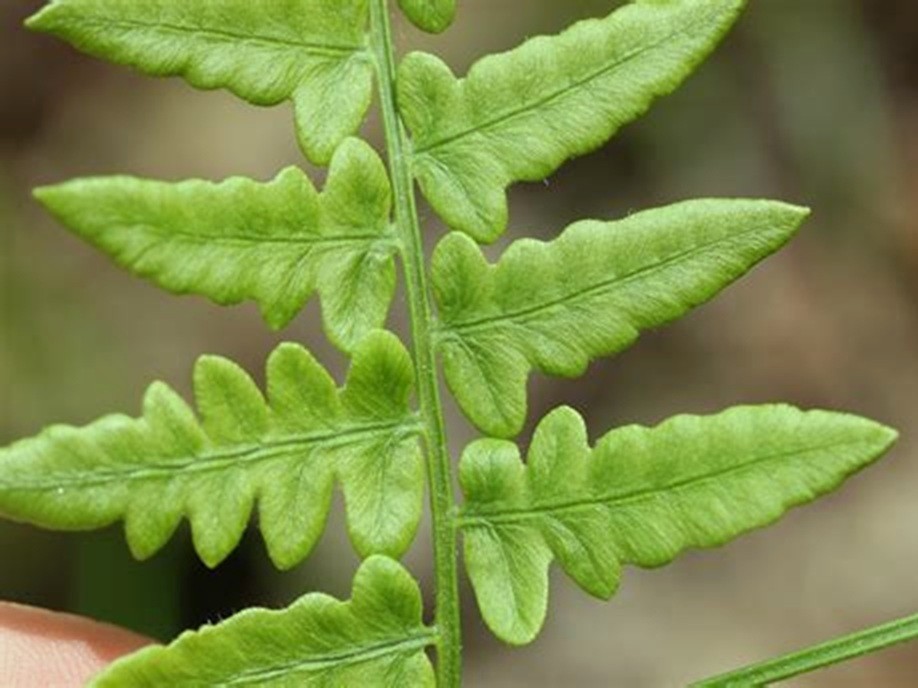 FERNS – Polypodiophyta: 3 PLANTS – SEE DESCRIPTION – LOOK