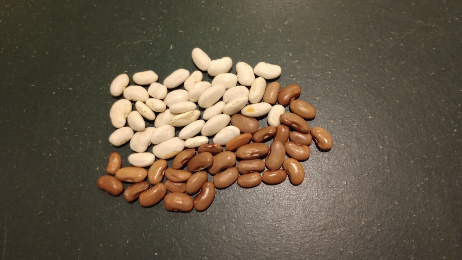 20+ Romano Pole Bean Seeds Italian Roma II Brown / White Flat Yard Qing Bain
