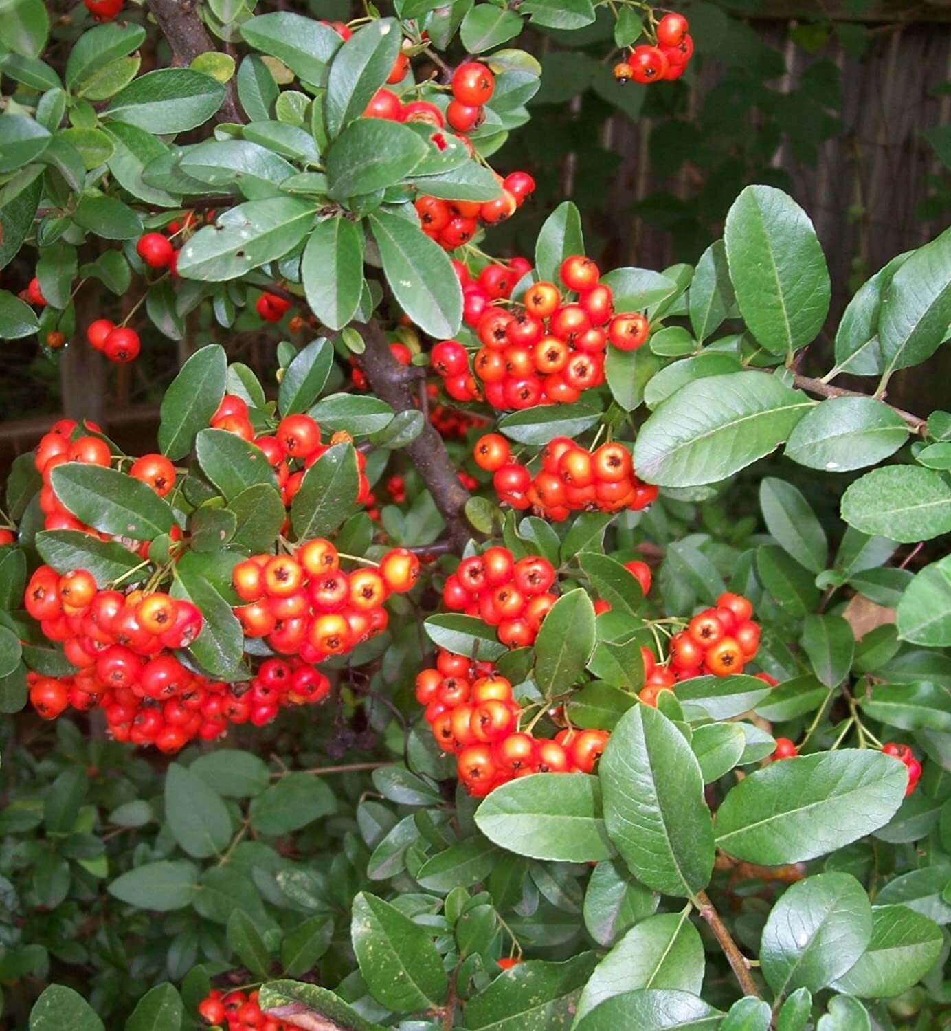 Scarlet Firethorn, Pyracantha coccinea, Shrub, Bush (30+ Seeds) (029)