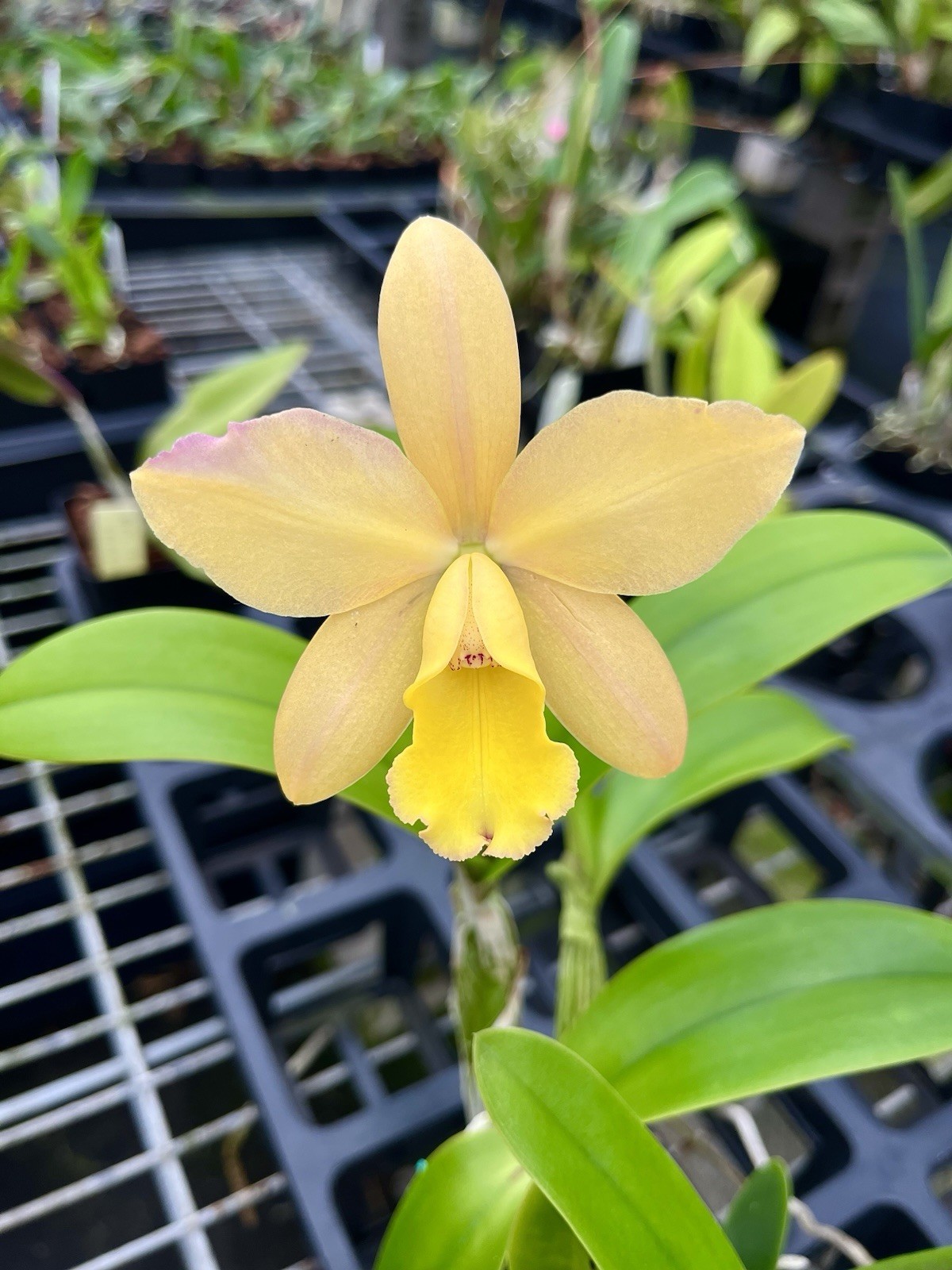 Cattleya Orchid Lc Gold Digger x Pirika Sunset 4” Pot FLOWER (a)