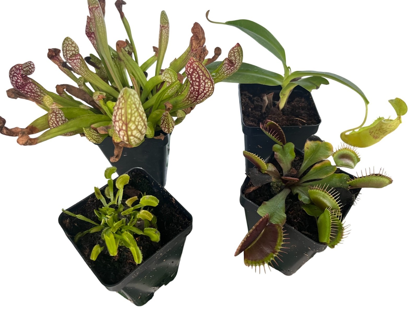 Carnivorous Plant Assortment – 4 Pack Mixed Species Collection – You Choose