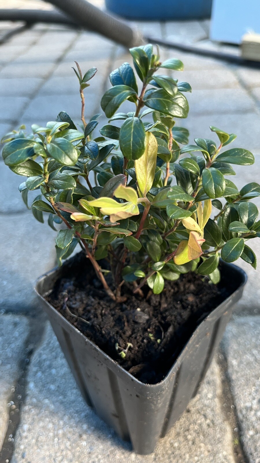 Red Pearl Lingonberry plant, well rooted plant 3-5 inches tall