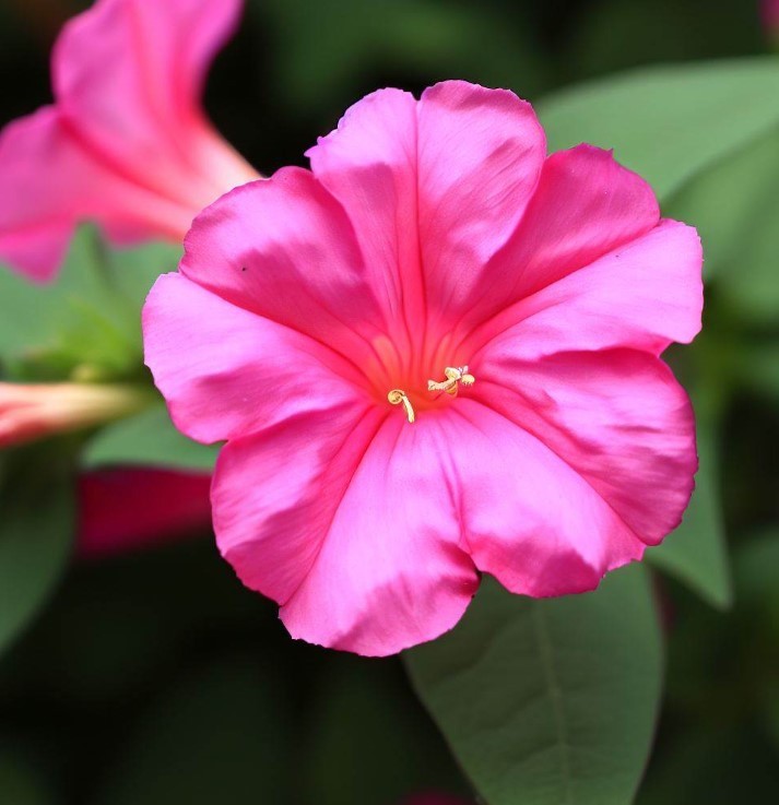 Four O’Clock Seeds Rose, Mirabilis Jalapa 50 Seeds Free Shipping!