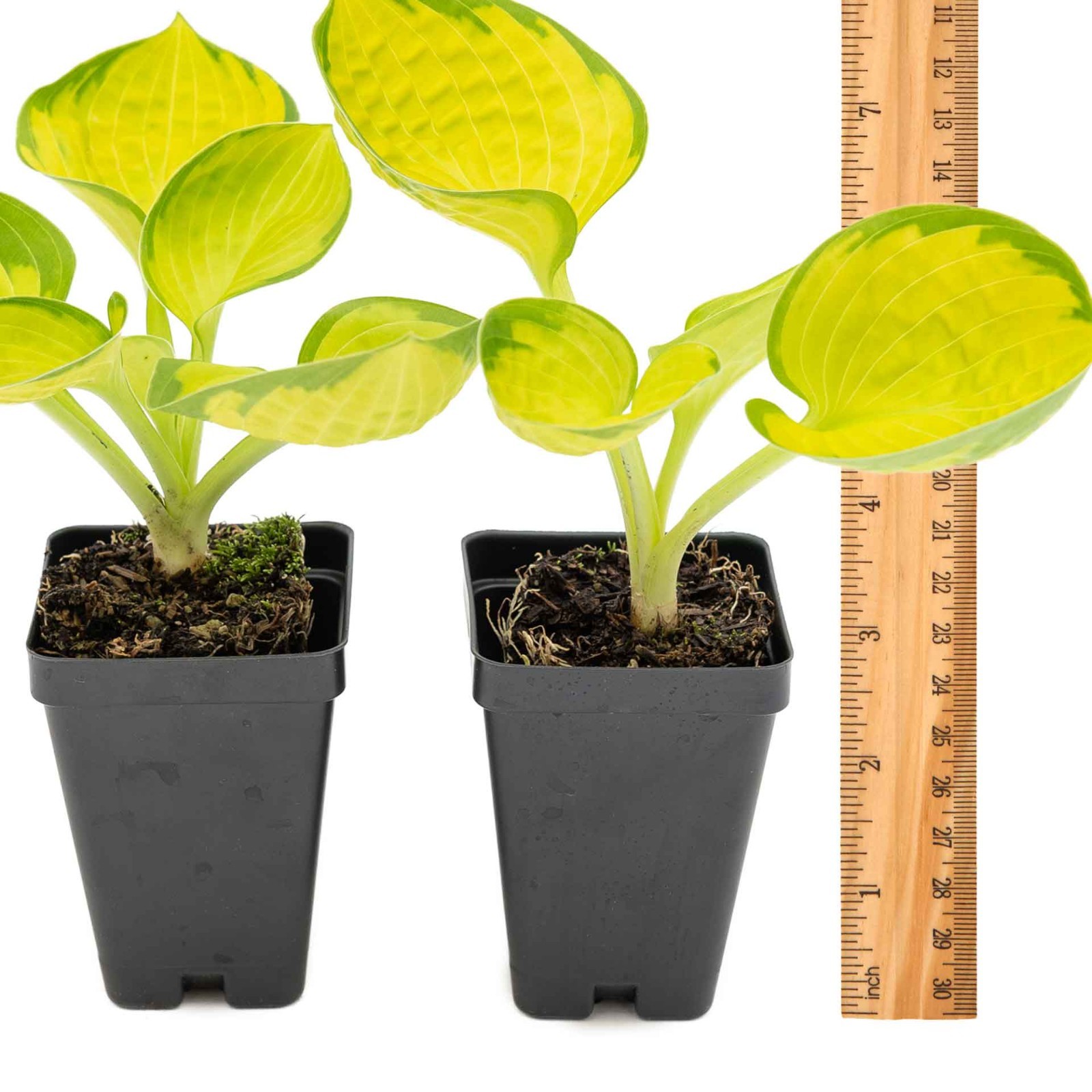 2 Rainforest Sunrise Hosta Plants in 3.5” Cubes, Variegated Yellow Shade Plant