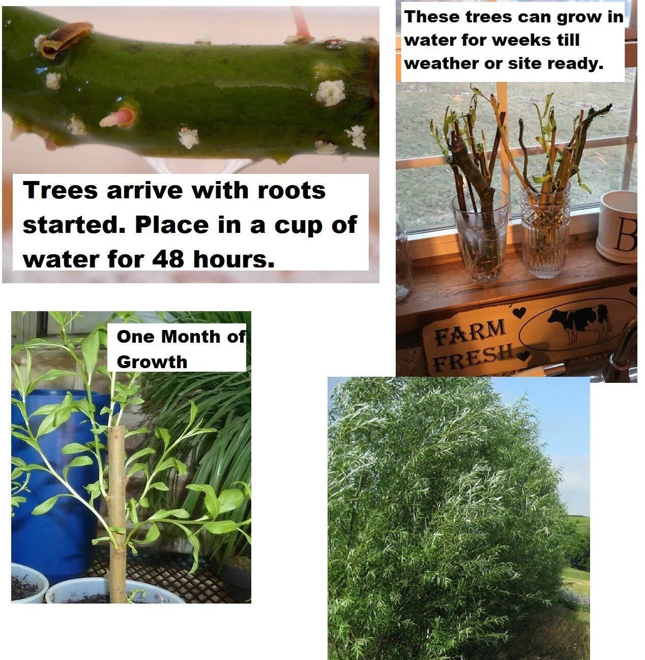 200 Thick Austree Hybrid Willow Tree Cuttings – Produce More The 1st Year. Thick