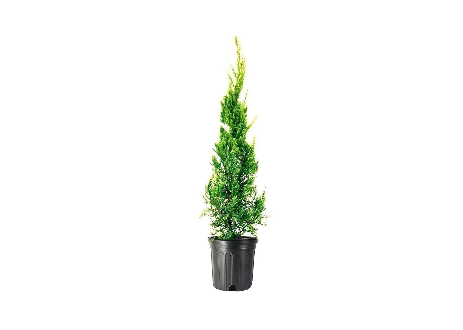 Juniper Hollywood |1 Gallon | Juniperus chinensis | Evergreen Privacy Plant