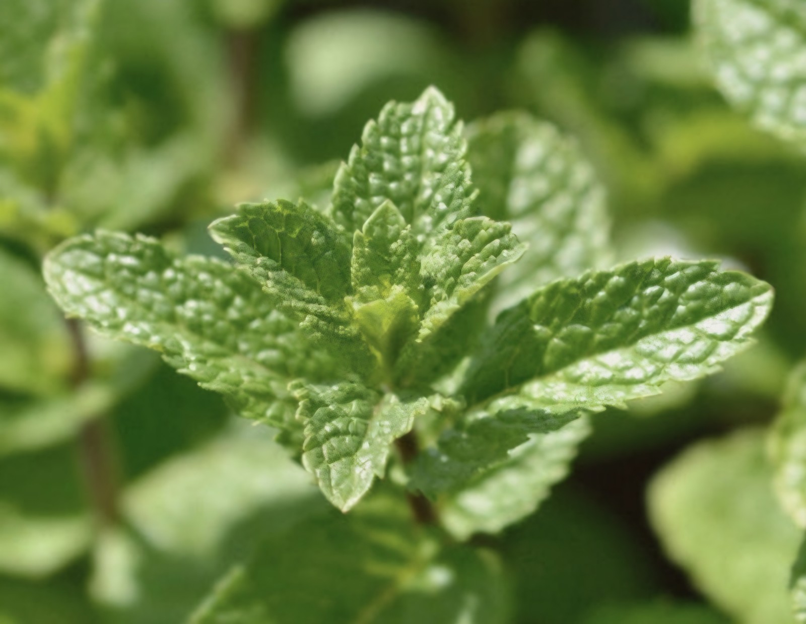 Spearmint SEEDS (Mentha spicata)